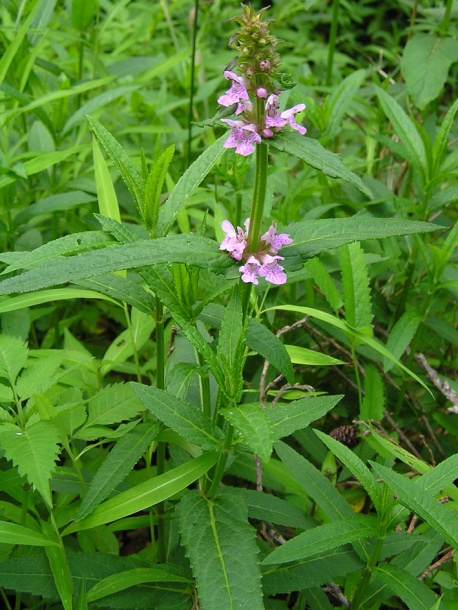 Изображение особи Stachys aspera.