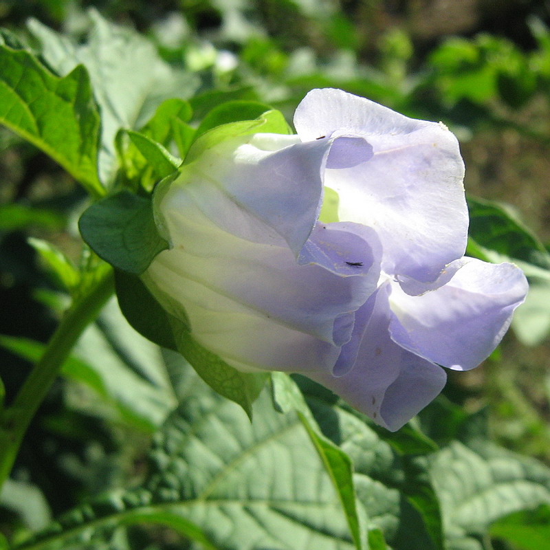 Изображение особи Nicandra physalodes.