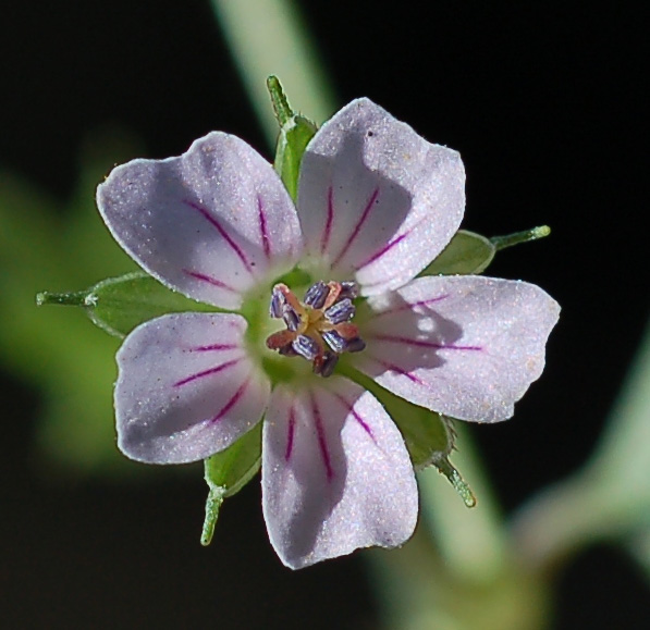 Image of Geranium sibiricum specimen.