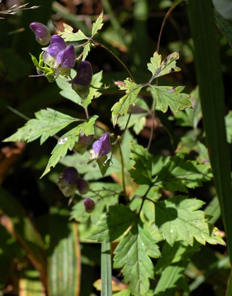 Изображение особи Aconitum stoloniferum.