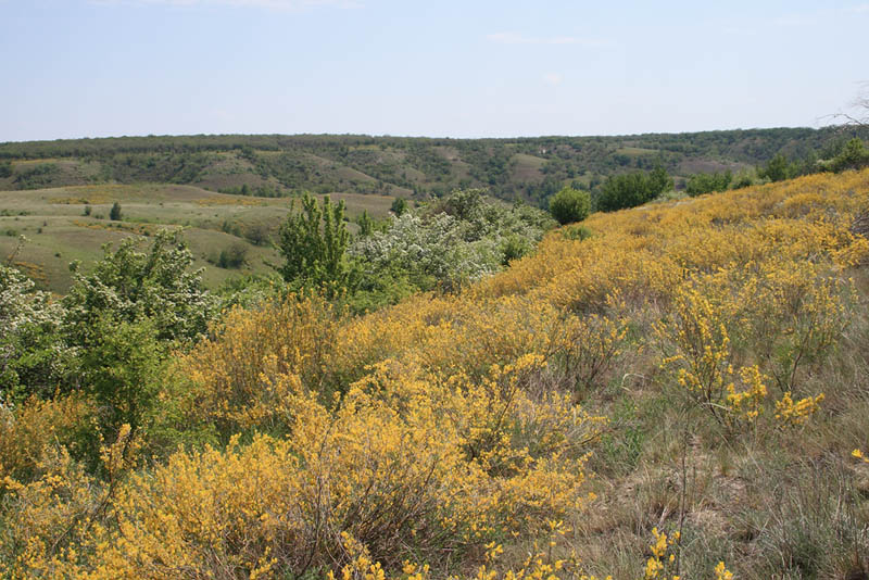 Изображение особи Chamaecytisus ruthenicus.