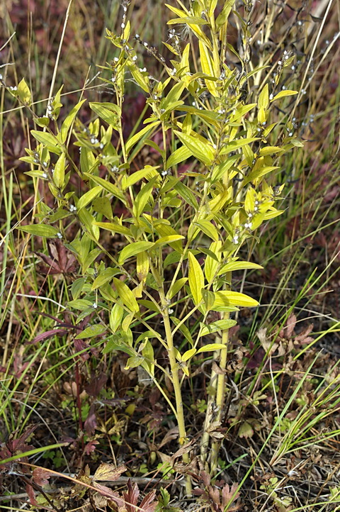 Image of Lithospermum officinale specimen.