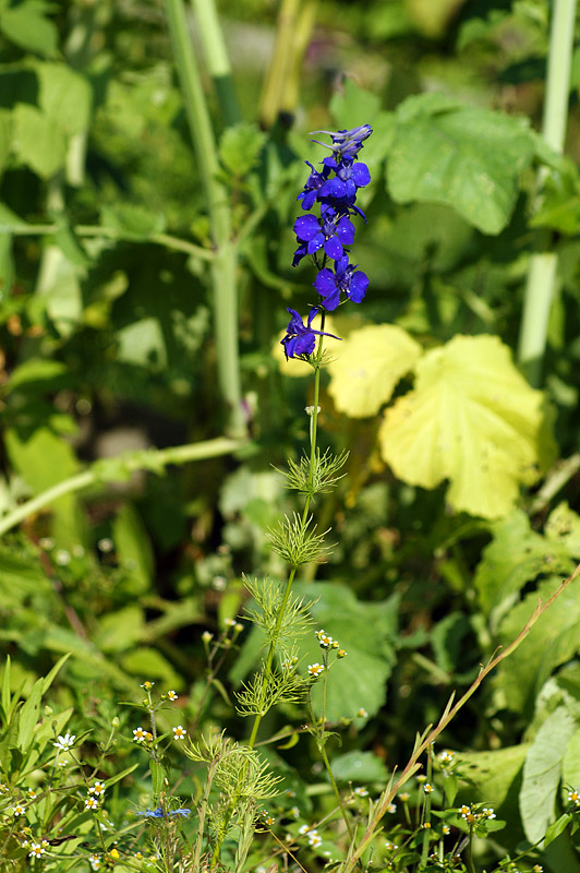 Image of Delphinium ajacis specimen.
