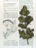 Image of specimen