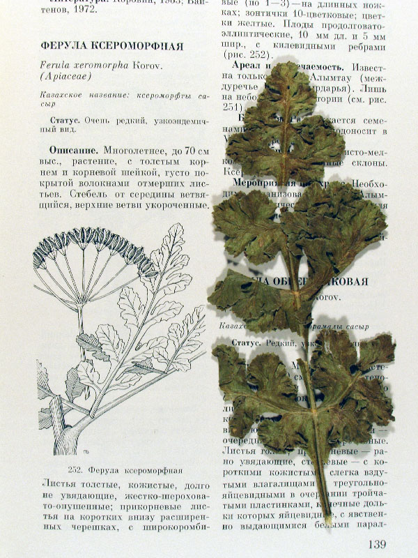 Изображение особи Ferula xeromorpha.