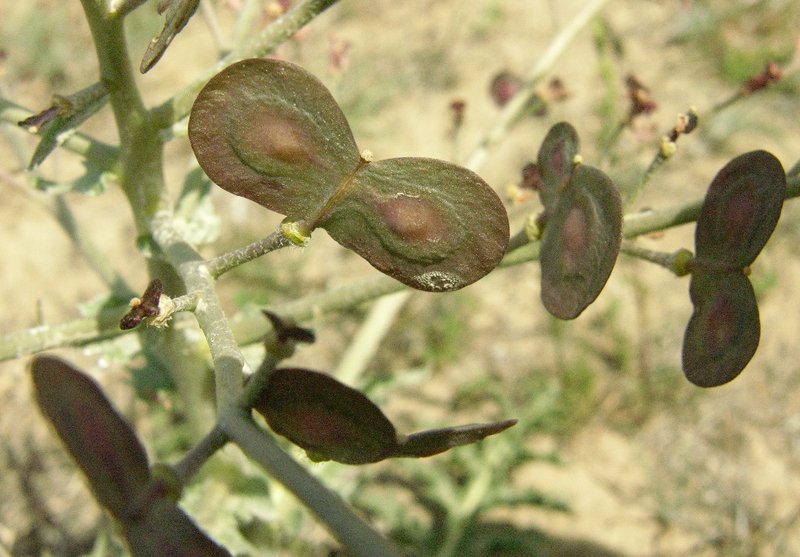 Image of Megacarpaea megalocarpa specimen.