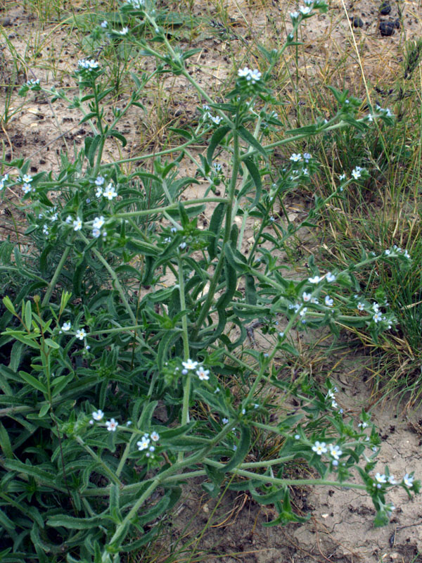 Image of Lappula microcarpa specimen.