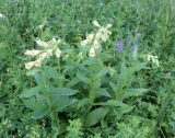 Digitalis grandiflora. Цветущее растение. Свердловская обл., окр. Красноуфимска. 21.06.2015.