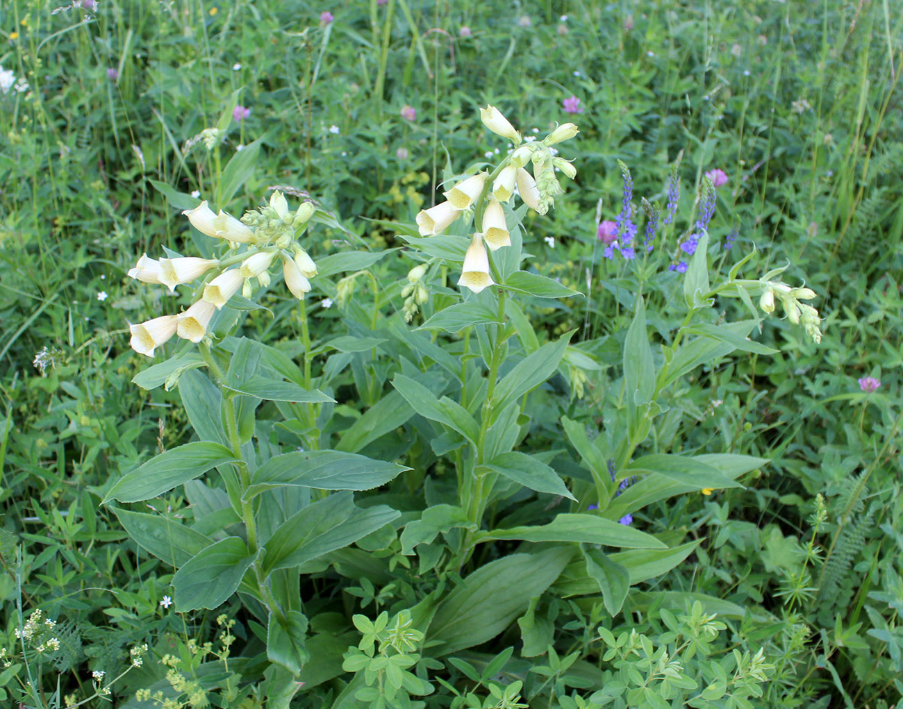 Изображение особи Digitalis grandiflora.