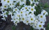 Argusia rosmarinifolia. Цветки. Республика Бурятия, г. Улан-Удэ, окр. оз. Тулунжинское, обочина дороги. 25.05.2015.