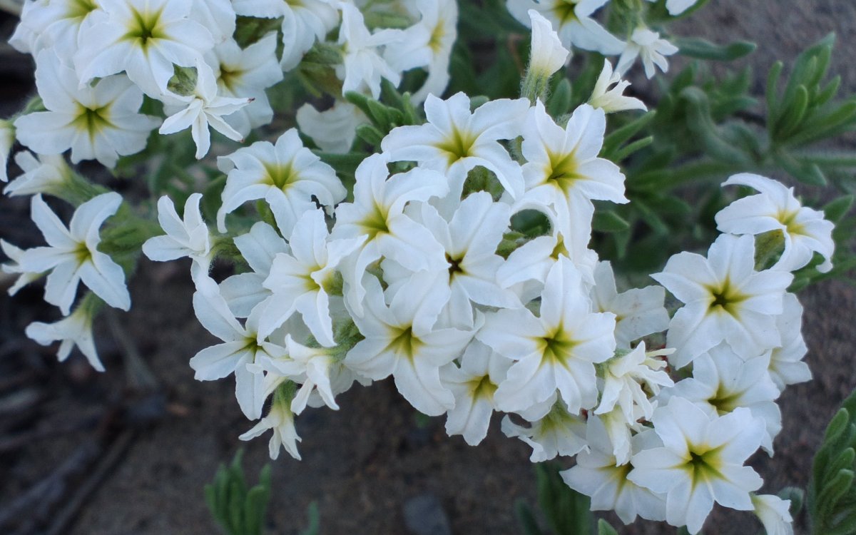 Изображение особи Argusia rosmarinifolia.