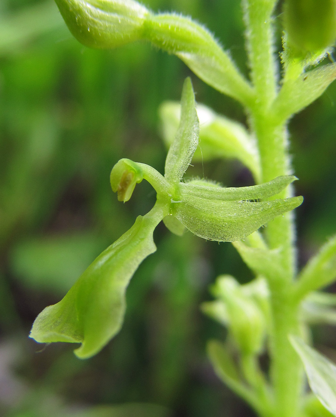 Изображение особи Listera convallarioides.