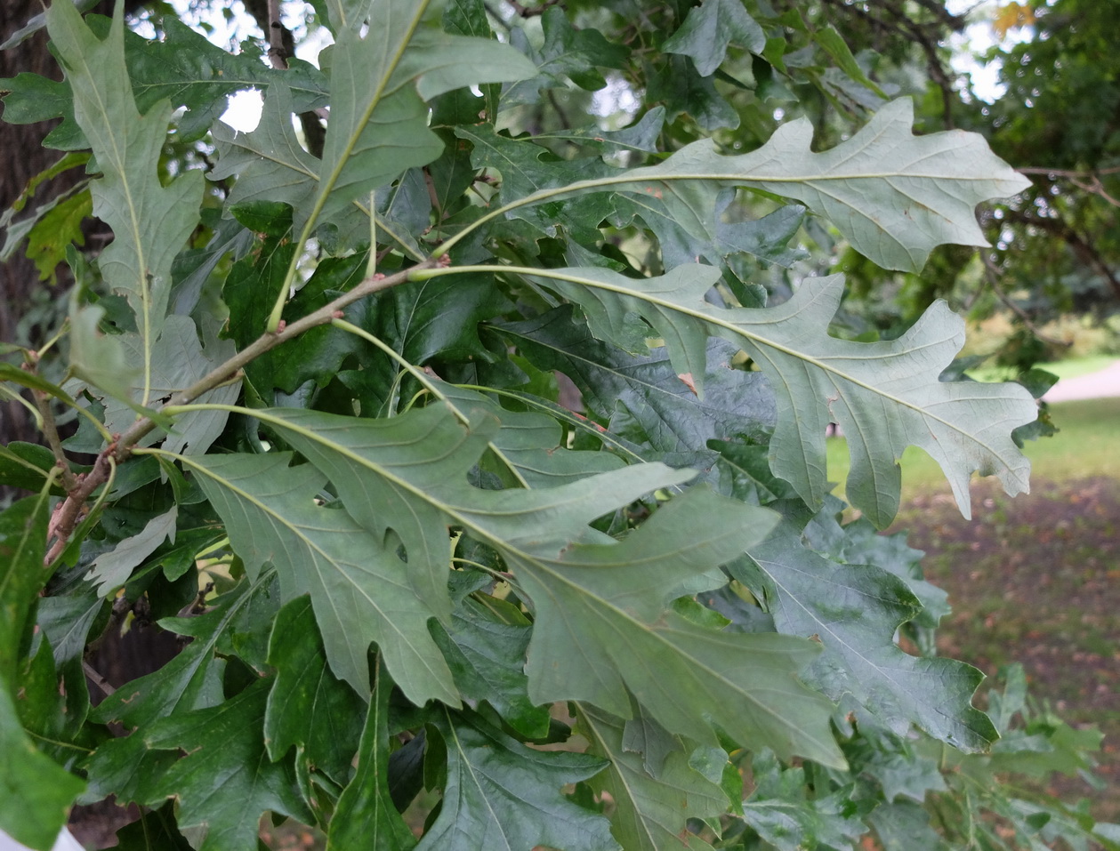 Image of Quercus alba specimen.