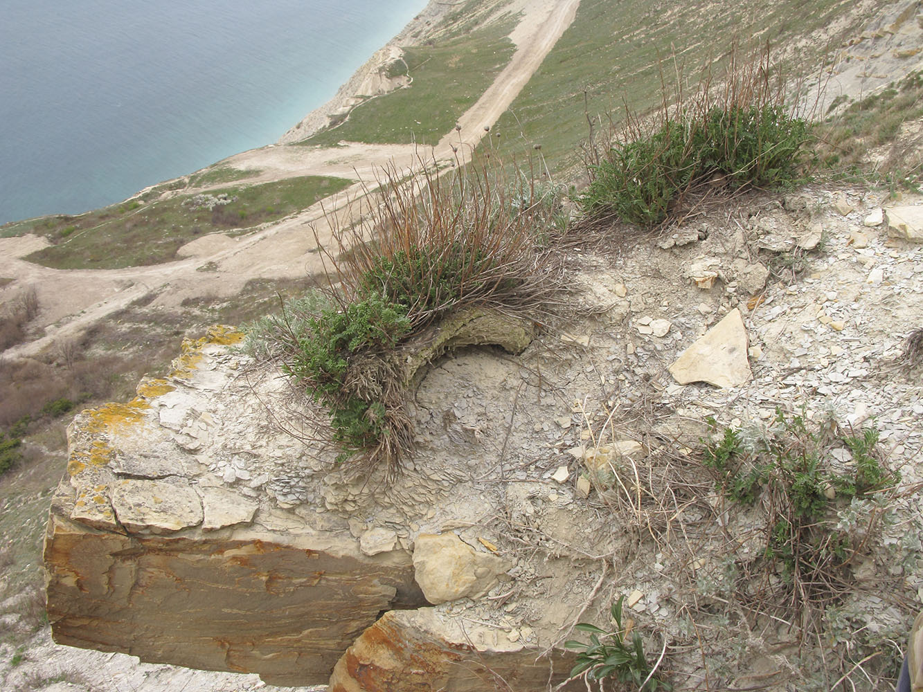 Image of Hedysarum tauricum specimen.