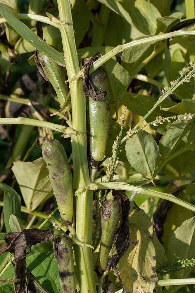 Изображение особи Vicia faba.