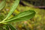 Chimaphila umbellata