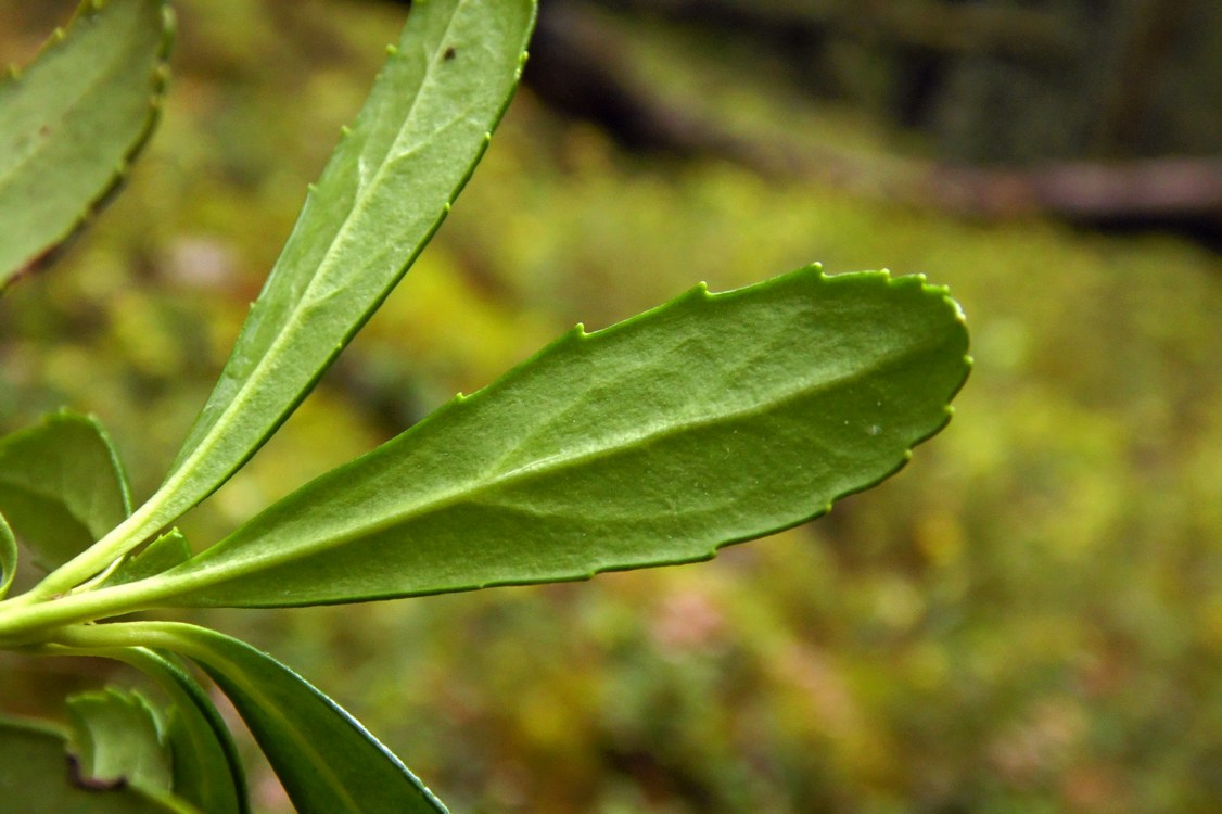 Изображение особи Chimaphila umbellata.