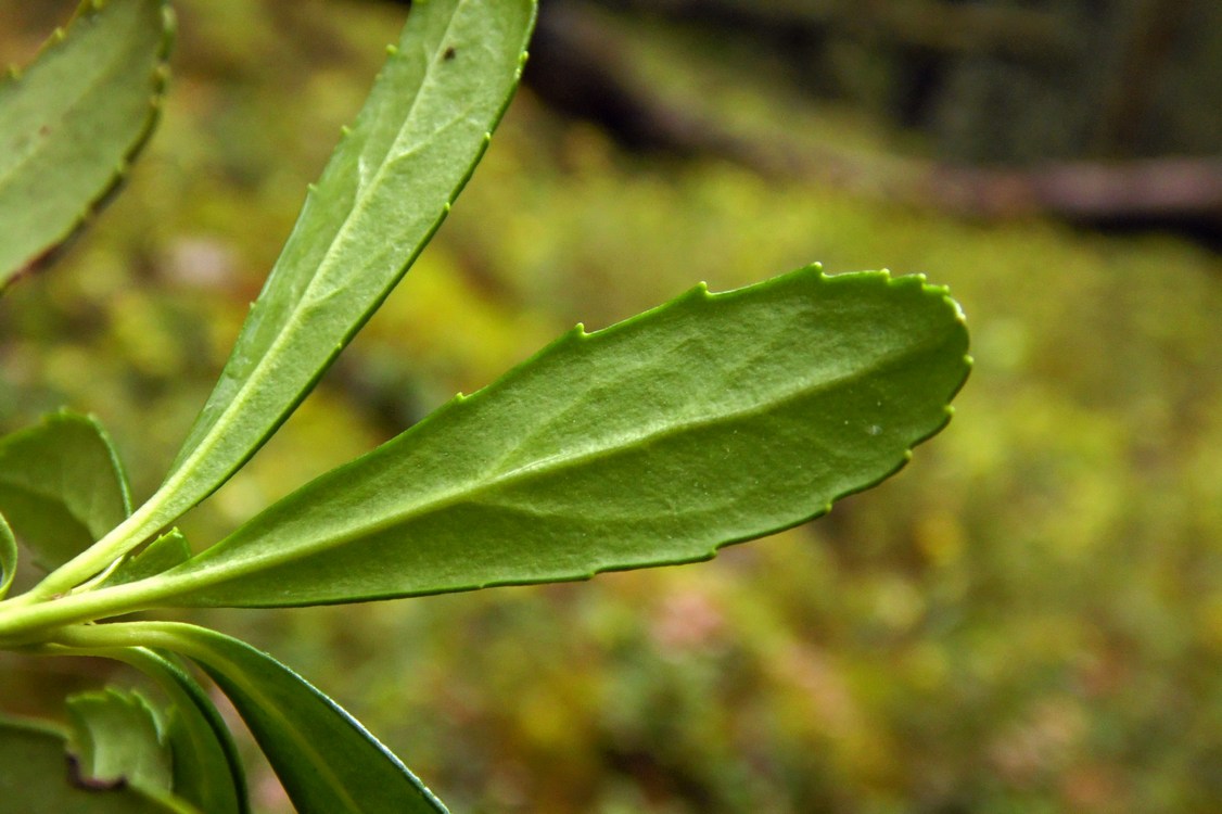 Image of Chimaphila umbellata specimen.