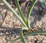 Cyperus capitatus
