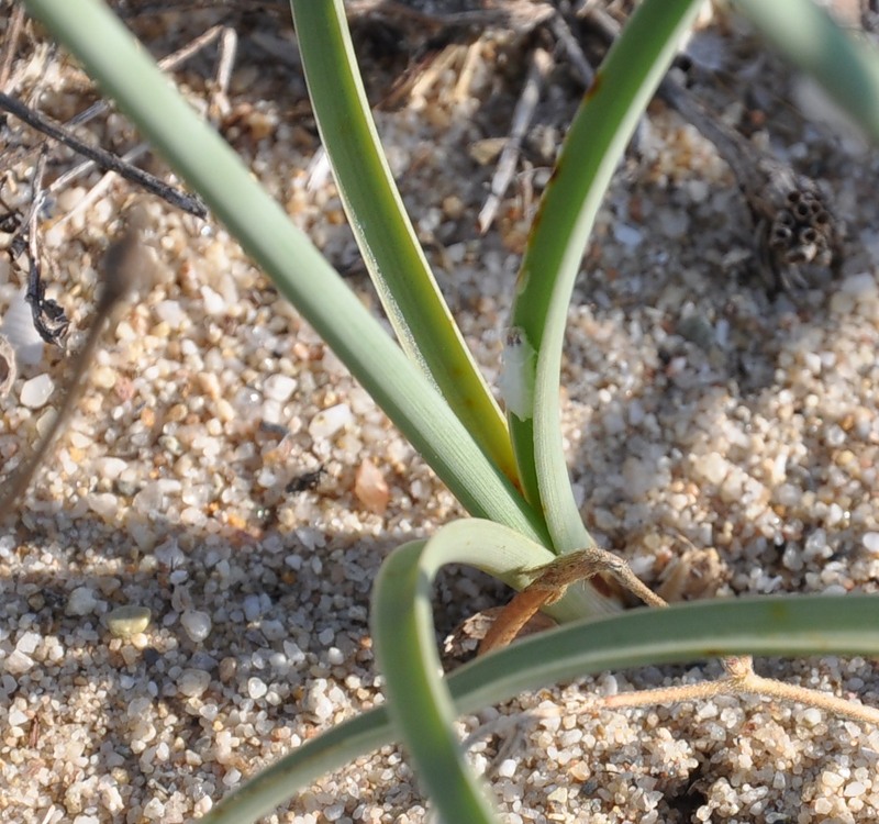 Image of Cyperus capitatus specimen.