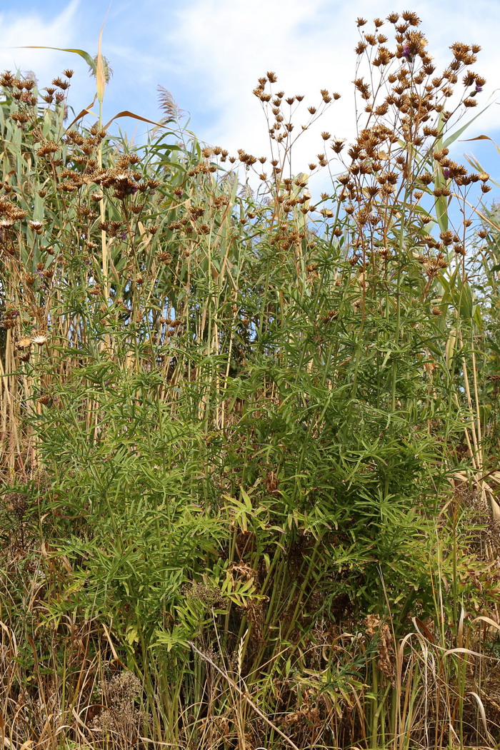 Image of Centaurea pseudocoriacea specimen.