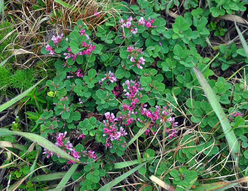 Image of Lespedeza bicolor specimen.