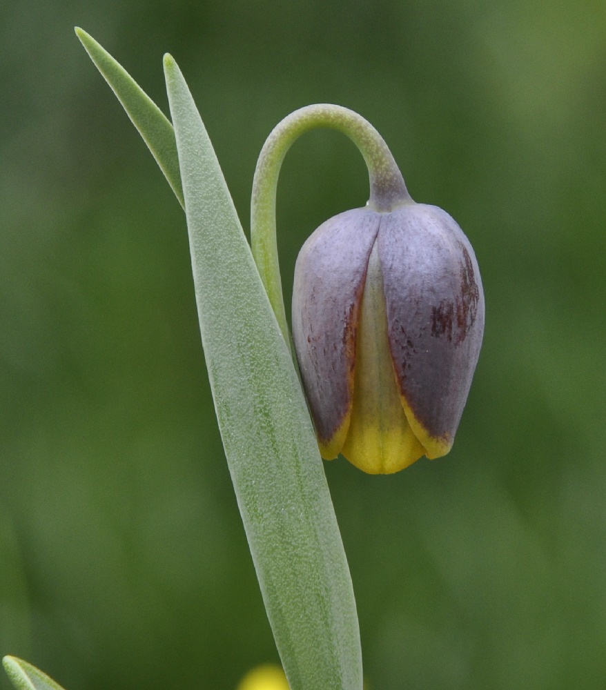 Image of Fritillaria uva-vulpis specimen.