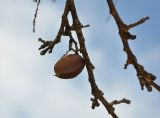 Pongamia pinnata. Часть ветви со зрелым плодом. Андаманские острова, остров Лонг, опушка прибрежного леса. 07.01.2015.