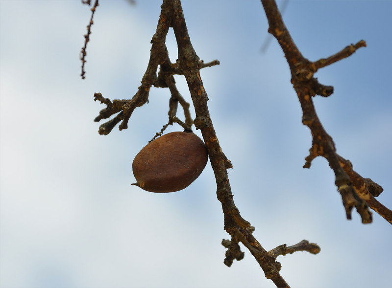 Изображение особи Pongamia pinnata.