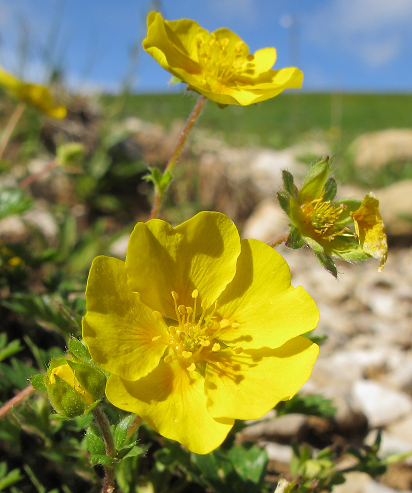 Изображение особи Potentilla gelida.