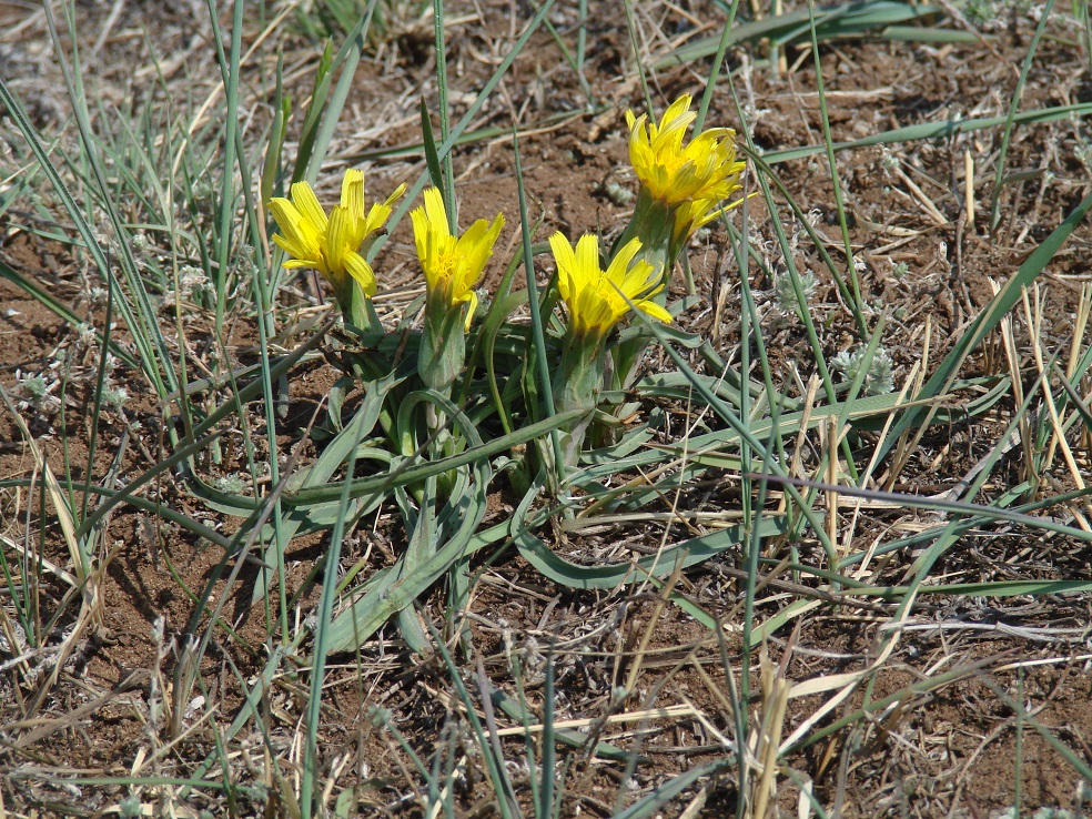 Image of Scorzonera austriaca specimen.