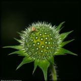 Knautia tatarica