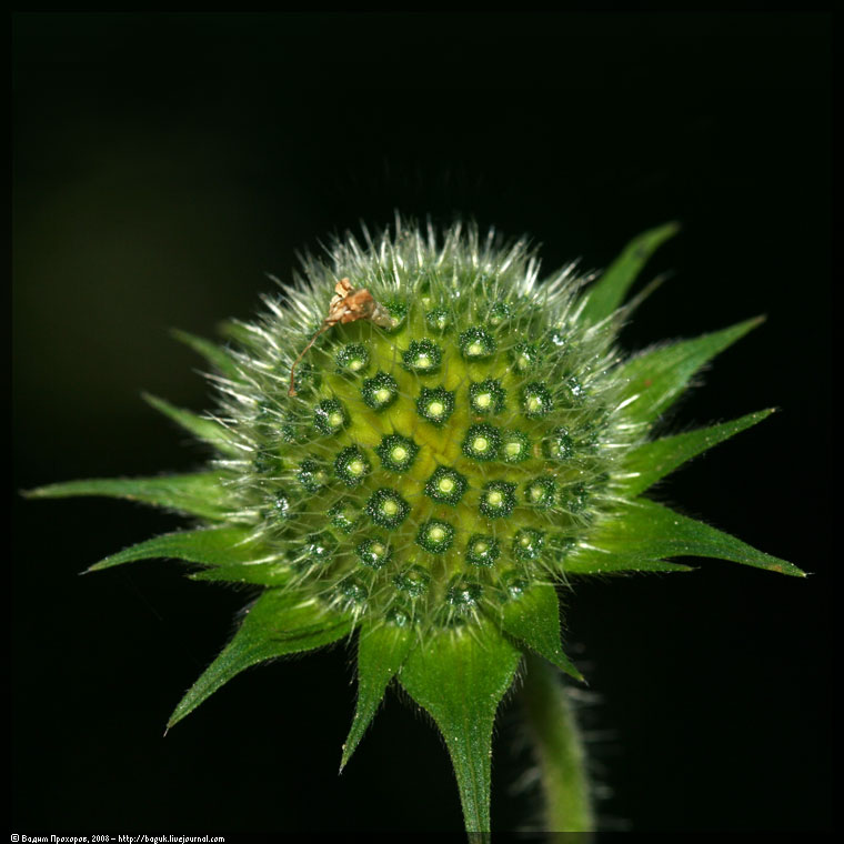 Изображение особи Knautia tatarica.