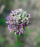 Allium caricifolium. Соплодие. Кыргызстан, Нарынская обл., правый берег р. Нарын, I надпойменная терраса ниже с. Ак-Булун. 05.07.2015.