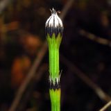 Equisetum variegatum