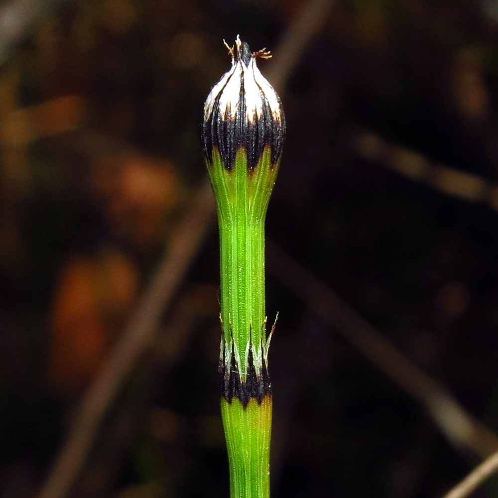 Изображение особи Equisetum variegatum.