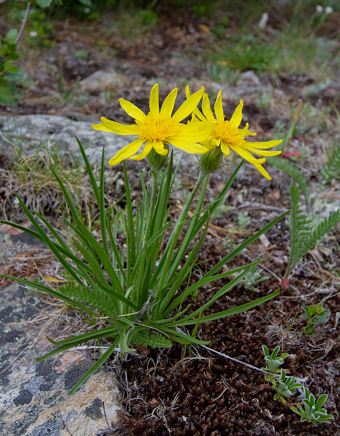 Изображение особи Scorzonera radiata.