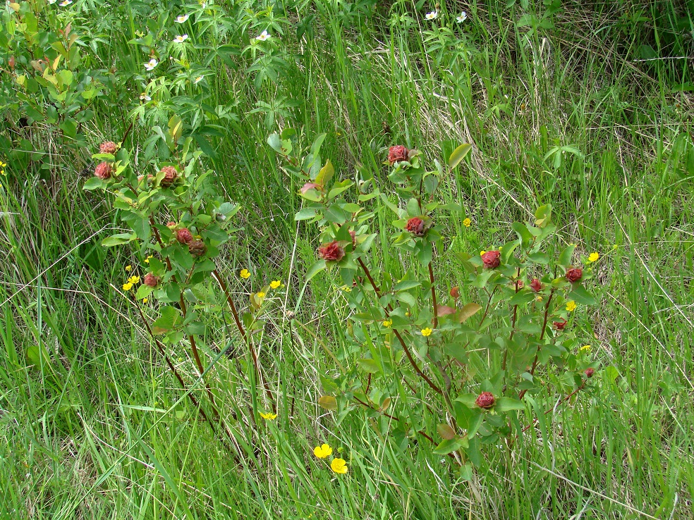 Image of Salix pyrolifolia specimen.