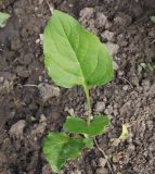 Silphium perfoliatum