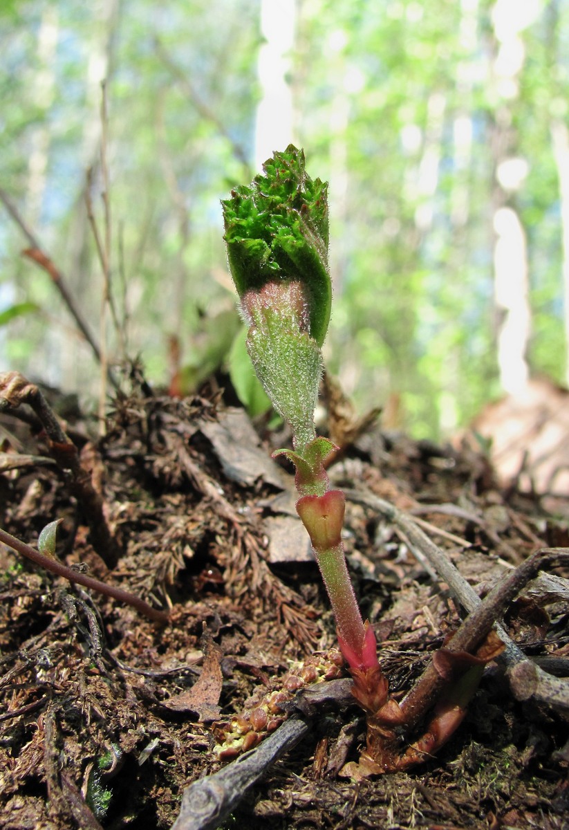 Изображение особи Rubus chamaemorus.