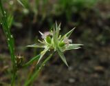 Juncus bufonius