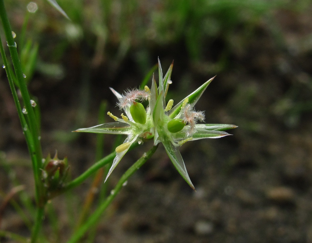 Изображение особи Juncus bufonius.