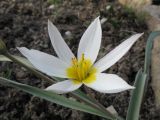 Tulipa biflora. Цветок. Южный Казахстан, в культуре (происхождение - Восточный Казахстан, Зайсанская котловина, ур. Кеин-Кериш). 29 февраля 2016 г.