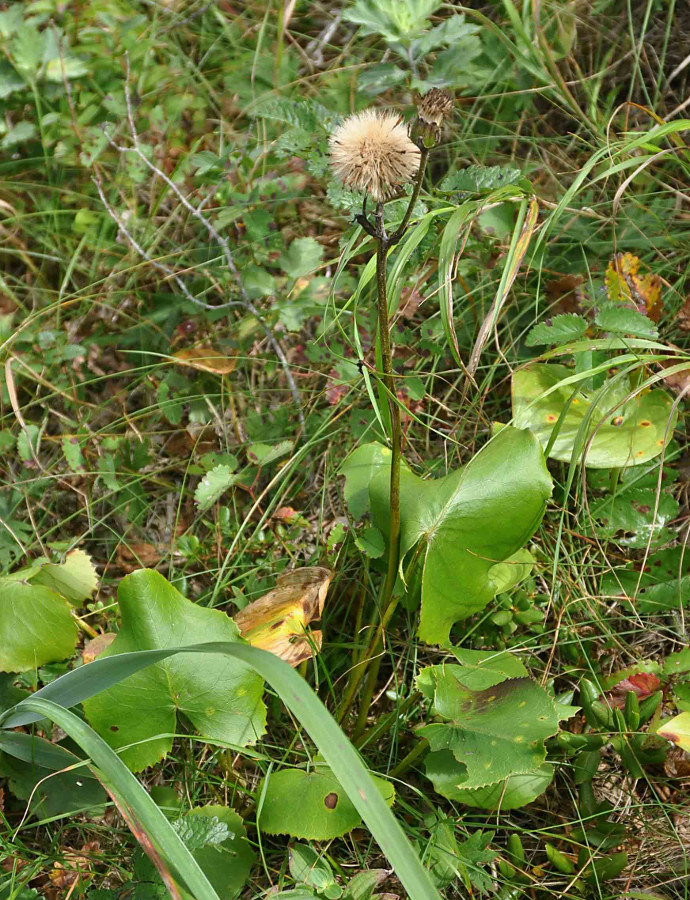 Изображение особи Ligularia calthifolia.