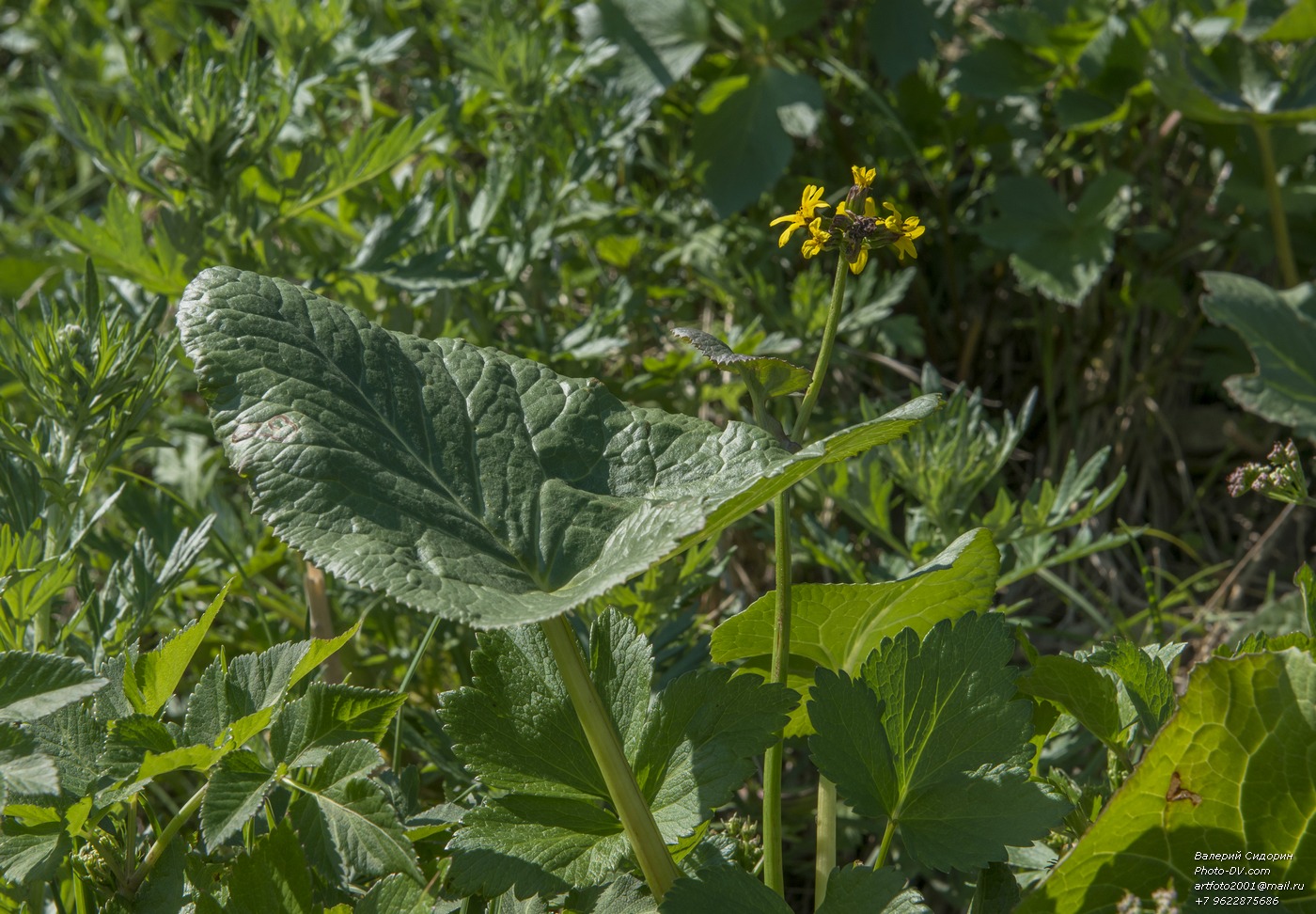 Image of Ligularia sibirica specimen.