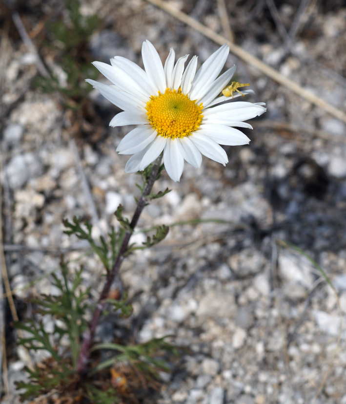 Image of Chrysanthemum zawadskii specimen.