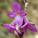 Daphne mezereum. Цветки. Свердловская обл., окр. г. Североуральск, сосняк. 26.05.2009.