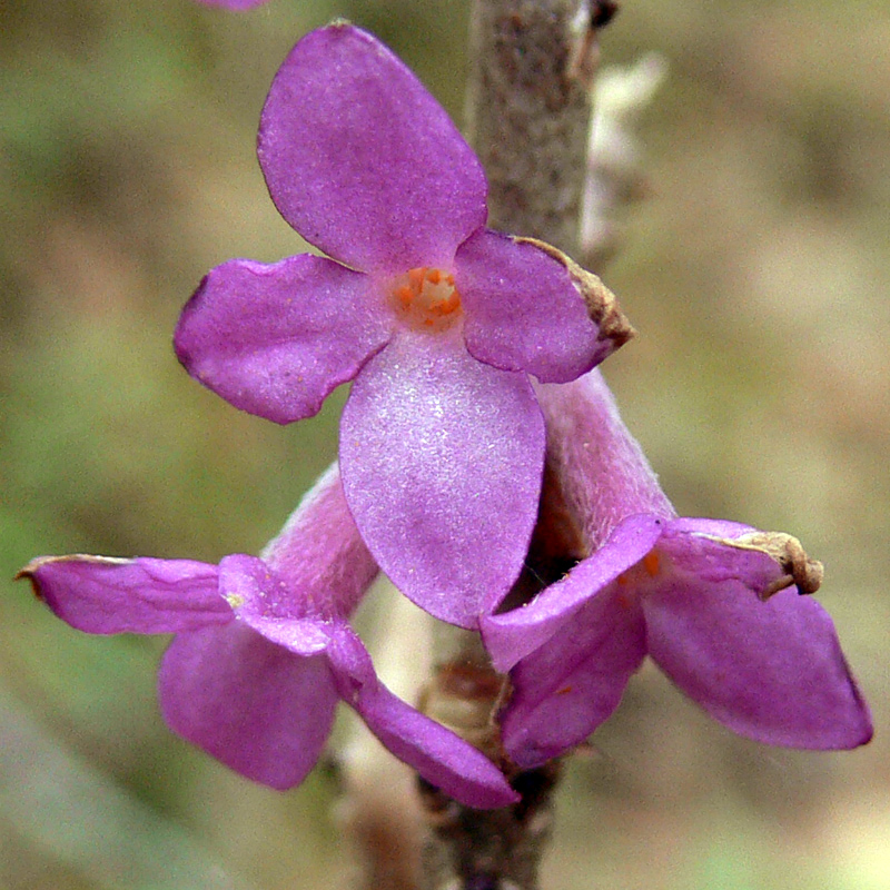 Image of Daphne mezereum specimen.