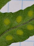 Polypodium cambricum