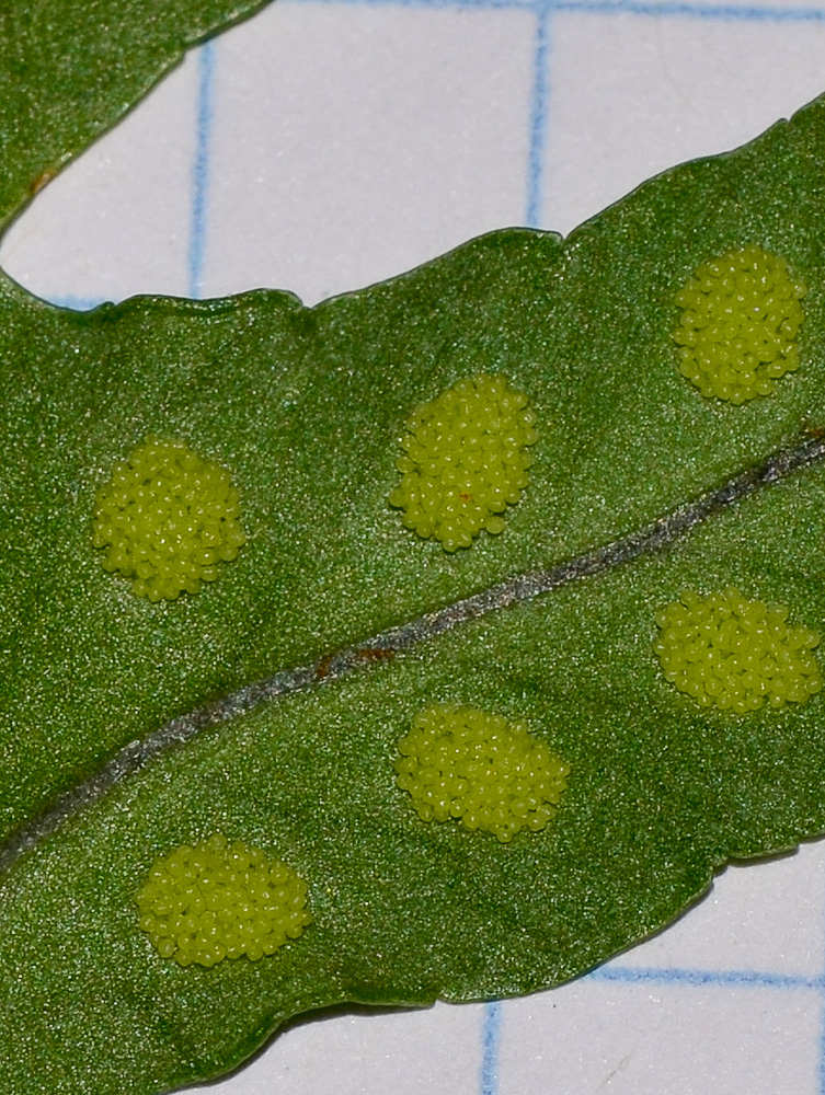 Image of Polypodium cambricum specimen.